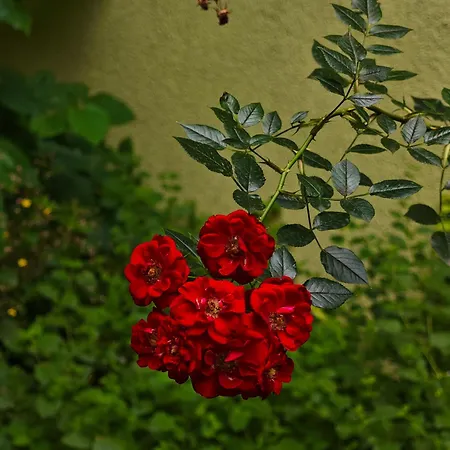 Апартаменты Fuji With Terrace In Centre Братислава