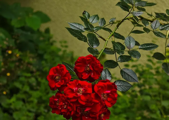 Lejlighed Fuji With Terrace In Centre Bratislava